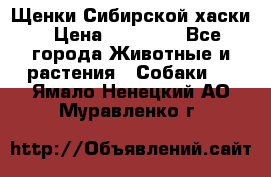 Щенки Сибирской хаски › Цена ­ 18 000 - Все города Животные и растения » Собаки   . Ямало-Ненецкий АО,Муравленко г.